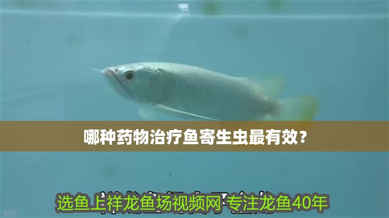 哪種藥物治療魚寄生蟲最有效？