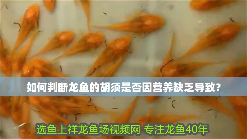 如何判斷龍魚的胡須是否因營養缺乏導致？