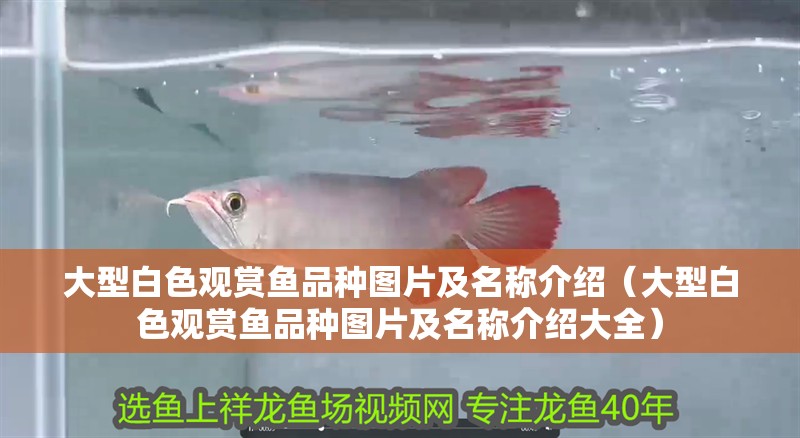 大型白色觀賞魚品種圖片及名稱介紹（大型白色觀賞魚品種圖片及名稱介紹大全） 大型白色觀賞魚品種圖片及名稱介紹（大型白色觀賞魚品種圖片及名稱介紹大全） 觀賞魚百科