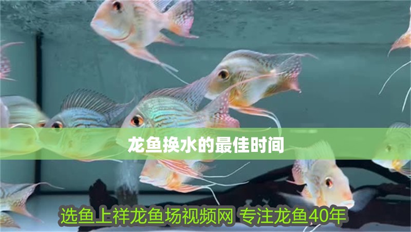 龍魚換水的最佳時間