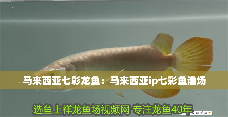 馬來西亞七彩龍魚：馬來西亞ip七彩魚漁場