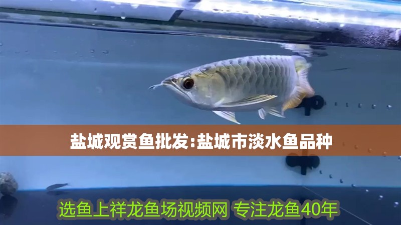 鹽城觀賞魚批發(fā):鹽城市淡水魚品種