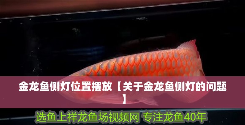 金龍魚側(cè)燈位置擺放【關(guān)于金龍魚側(cè)燈的問題】