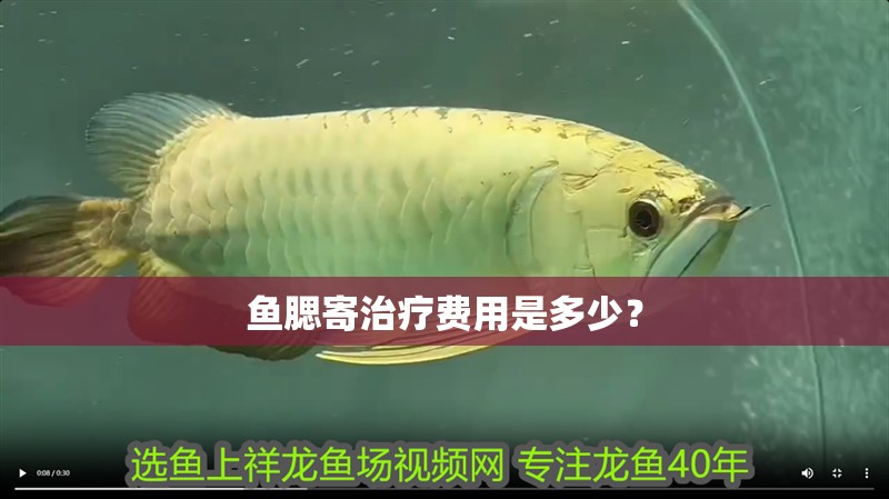 魚腮寄治療費用是多少？ 魚腮寄治療費用是多少？ 龍魚百科