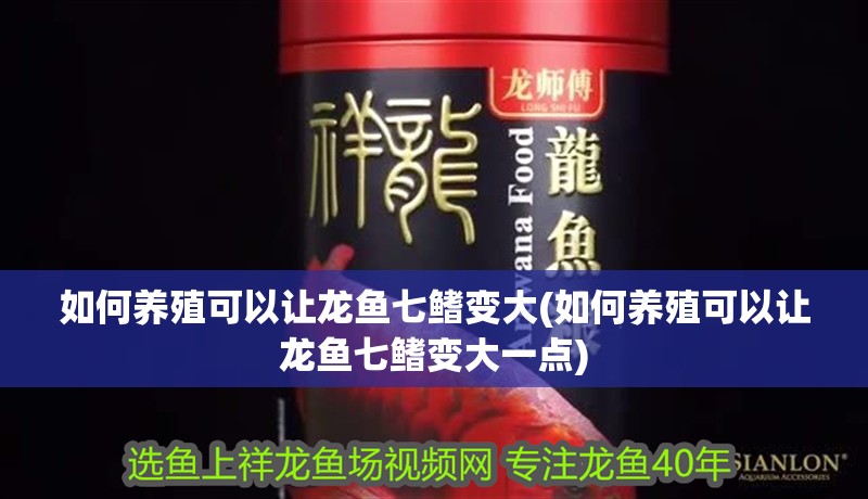 如何養(yǎng)殖可以讓龍魚七鰭變大(如何養(yǎng)殖可以讓龍魚七鰭變大一點)