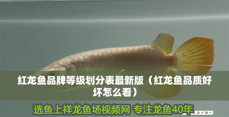 紅龍魚品牌等級劃分表最新版（紅龍魚品質好壞怎么看）