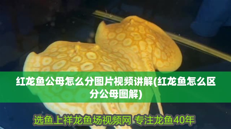 紅龍魚公母怎么分圖片視頻講解(紅龍魚怎么區(qū)分公母圖解)