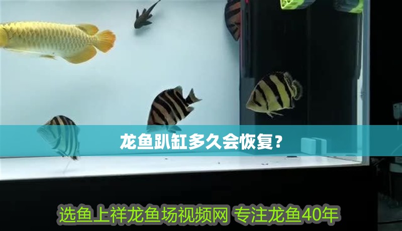 龍魚趴缸多久會恢復(fù)？
