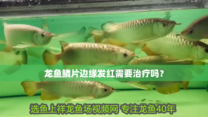 龍魚鱗片邊緣發(fā)紅需要治療嗎？