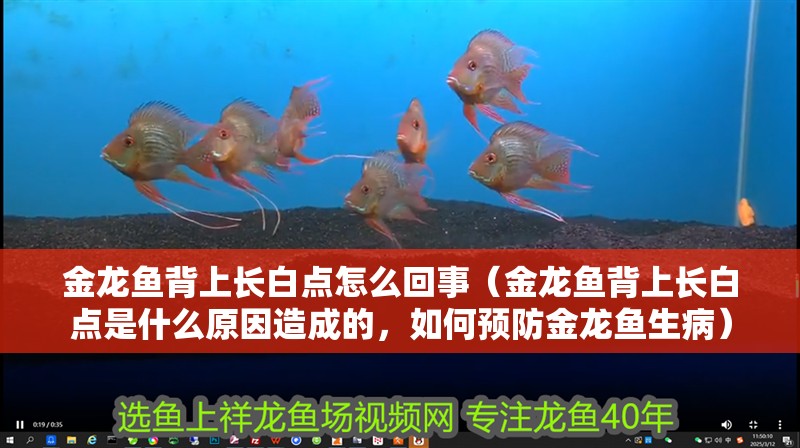 金龍魚背上長白點怎么回事（金龍魚背上長白點是什么原因造成的，如何預(yù)防金龍魚生病）