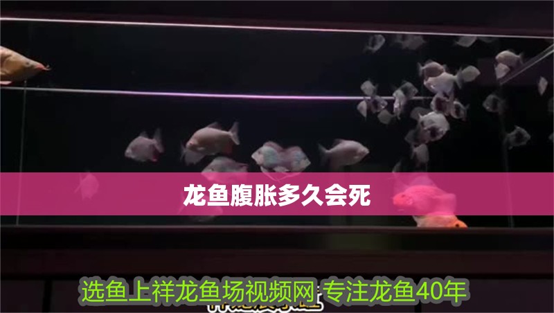 龍魚腹脹多久會(huì)死