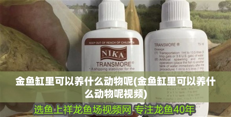 金魚缸里可以養什么動物呢(金魚缸里可以養什么動物呢視頻) 金魚缸里可以養什么動物呢(金魚缸里可以養什么動物呢視頻) 觀賞魚百科