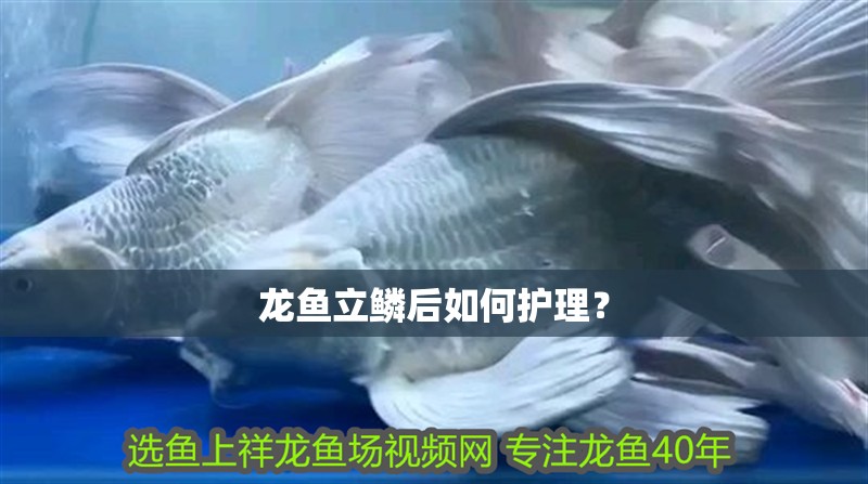 龍魚立鱗后如何護(hù)理？