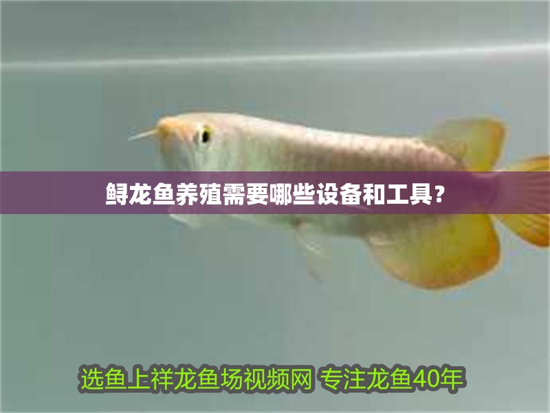 鱘龍魚養殖需要哪些設備和工具？