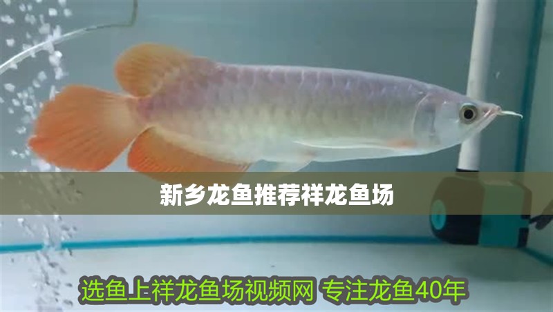 新鄉龍魚推薦祥龍魚場 新鄉龍魚推薦祥龍魚場 vs祥龍魚場