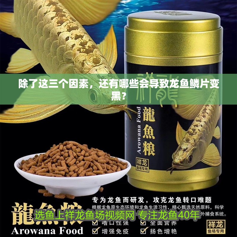 除了這三個因素，還有哪些會導(dǎo)致龍魚鱗片變黑？