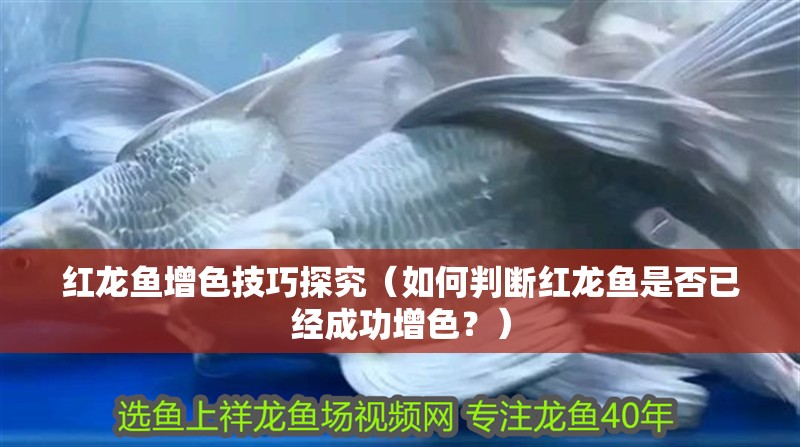 紅龍魚增色技巧探究（如何判斷紅龍魚是否已經成功增色？） 紅龍魚增色技巧探究（如何判斷紅龍魚是否已經成功增色？） 觀賞魚百科