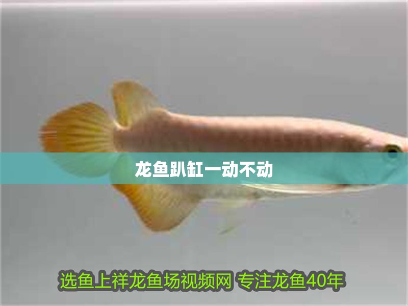 龍魚趴缸一動不動