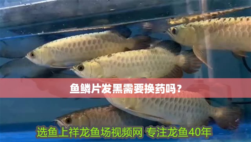 魚鱗片發黑需要換藥嗎？