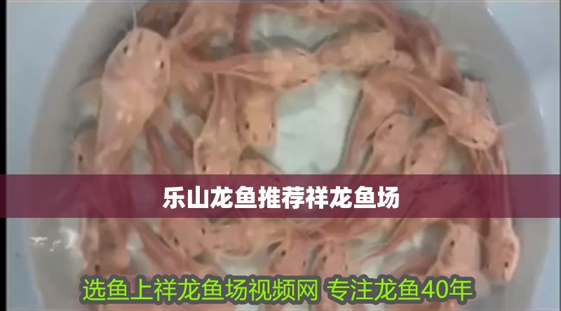 樂山龍魚推薦祥龍魚場