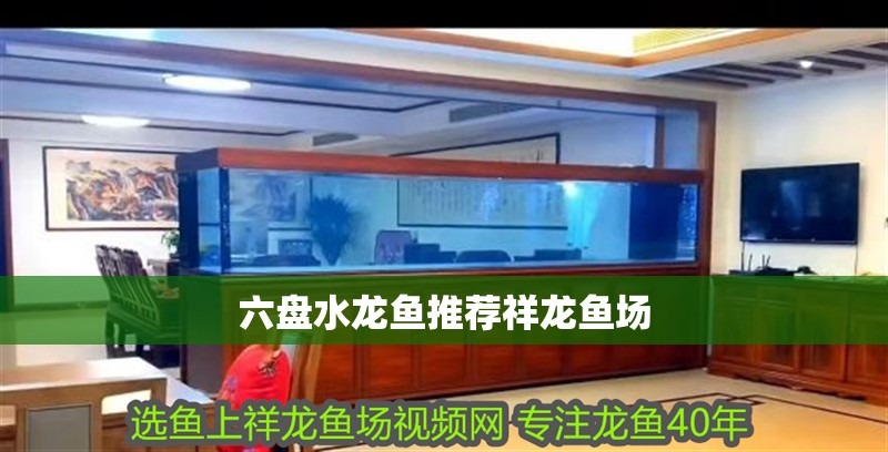 六盤水龍魚推薦祥龍魚場