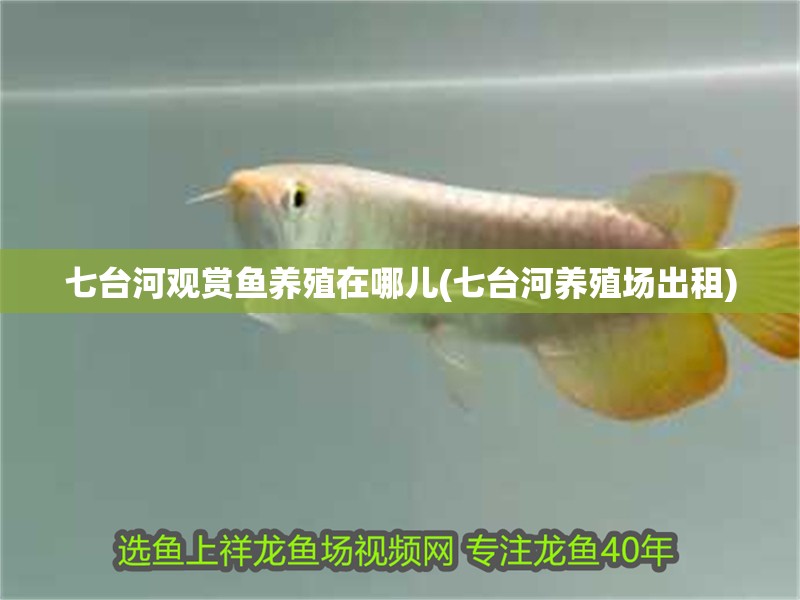 七臺河觀賞魚養(yǎng)殖在哪兒(七臺河養(yǎng)殖場出租)