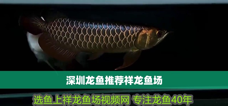 <strong><mark>深圳</mark></strong>龍魚推薦祥龍魚場