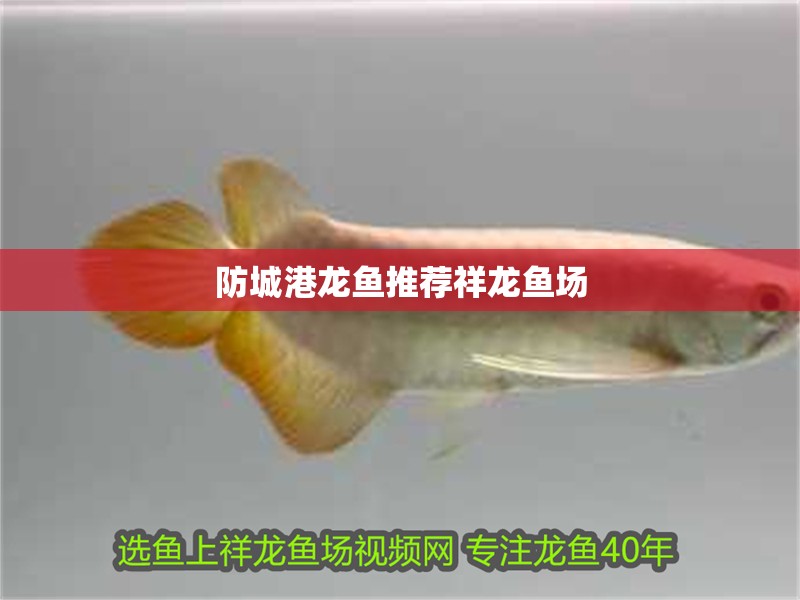 防城港龍魚推薦祥龍魚場