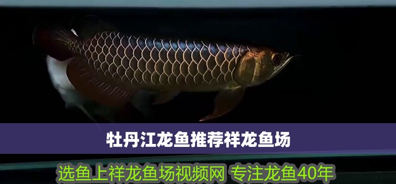 <strong><mark>牡丹江</mark></strong>龍魚推薦祥龍魚場(chǎng)