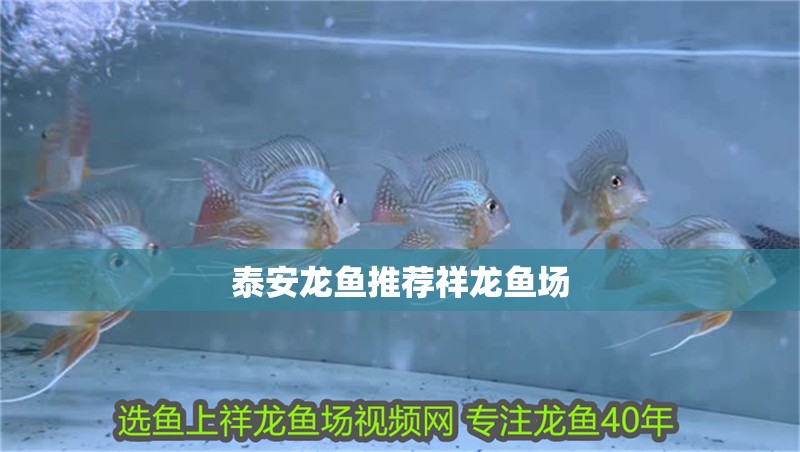 泰安龍魚推薦祥龍魚場