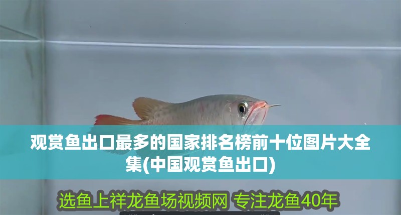 觀賞魚出口最多的國家排名榜前十位圖片大全集(中國觀賞魚出口) 觀賞魚出口最多的國家排名榜前十位圖片大全集(中國觀賞魚出口) 觀賞魚百科
