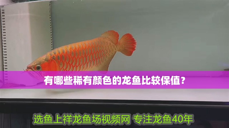 有哪些稀有顏色的龍魚比較保值？