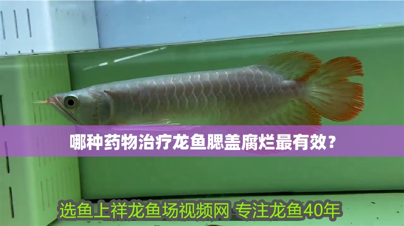 哪種藥物治療龍魚腮蓋腐爛最有效？