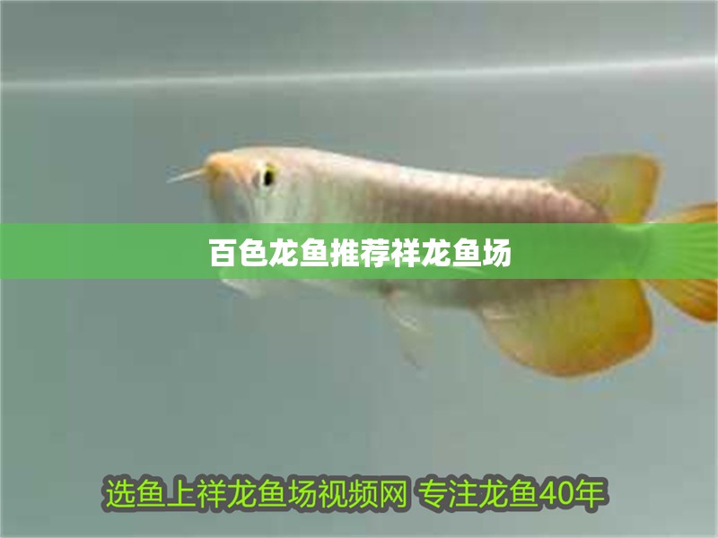 百色龍魚推薦祥龍魚場