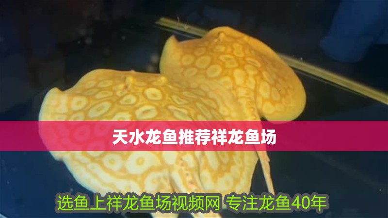 天水龍魚推薦祥龍魚場