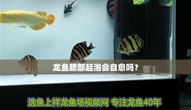龍魚腮部起泡會自愈嗎？