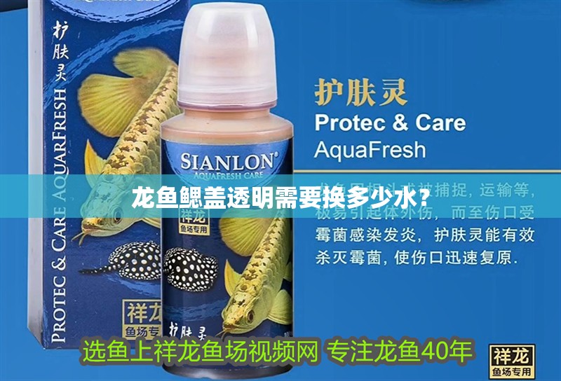 龍魚鰓蓋透明需要換多少水？