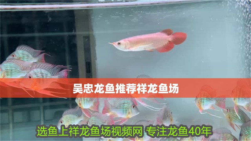 吳忠龍魚(yú)推薦祥龍魚(yú)場(chǎng)