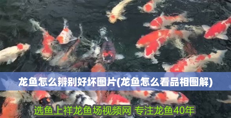 龍魚怎么辨別好壞圖片(龍魚怎么看品相圖解)