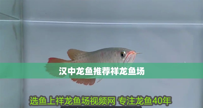 漢中龍魚推薦祥龍魚場