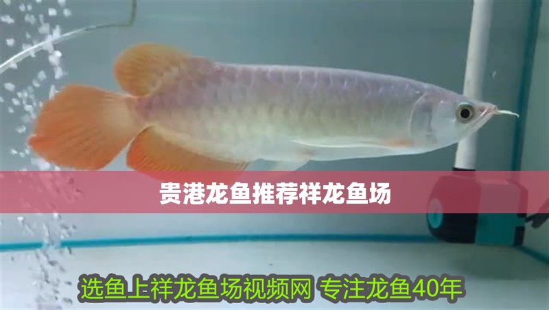 貴港龍魚推薦祥龍魚場
