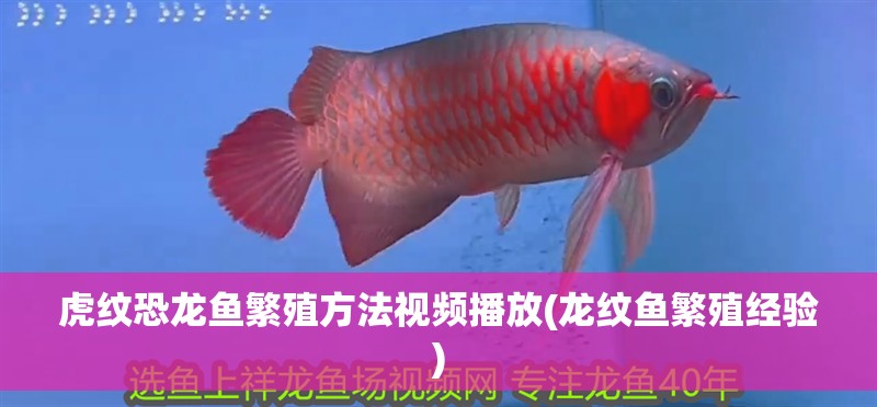 虎紋恐龍魚繁殖方法視頻播放(龍紋魚繁殖經驗) 虎紋恐龍魚繁殖方法視頻播放(龍紋魚繁殖經驗) 觀賞魚百科