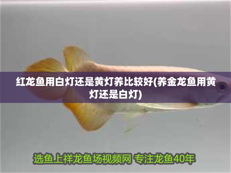 紅龍魚用白燈還是黃燈養比較好(養金龍魚用黃燈還是白燈)