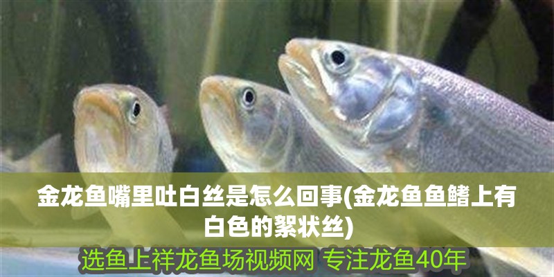 金龍魚嘴里吐白絲是怎么回事(金龍魚魚鰭上有白色的絮狀絲)