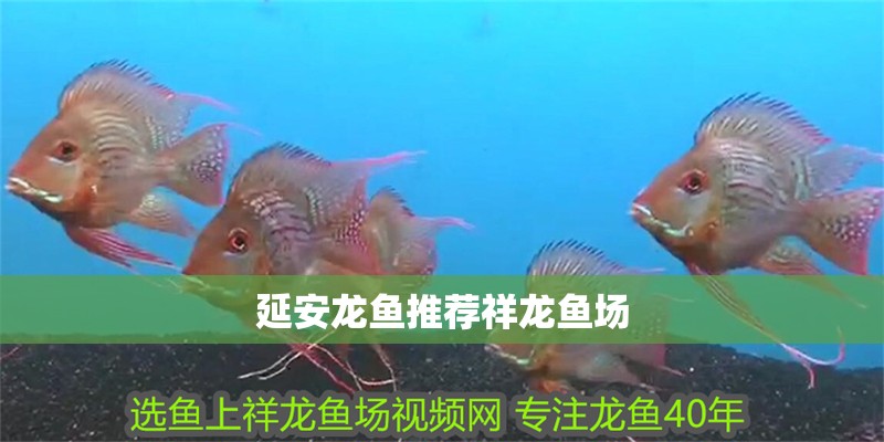 延安龍魚推薦祥龍魚場
