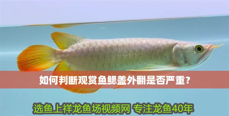 如何判斷觀賞魚鰓蓋外翻是否嚴(yán)重？
