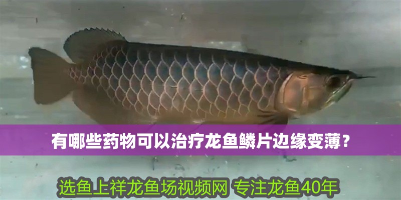 有哪些藥物可以治療龍魚鱗片邊緣變?。?></span></p></div><blockquote style='border:1px #d0d4c8 dashed;background-color:#f4f5f6'><p class=