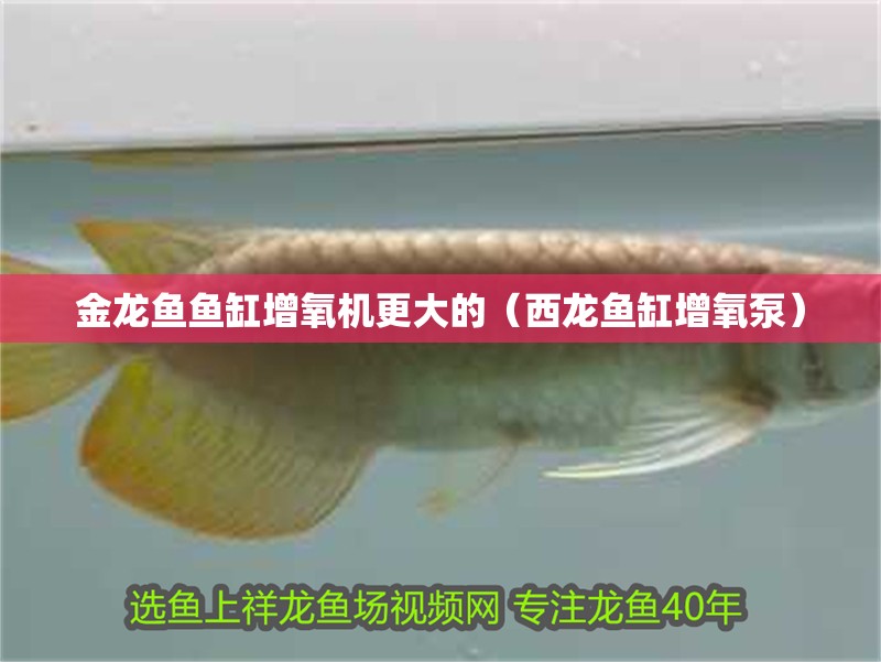 金龍魚(yú)魚(yú)缸增氧機(jī)更大的（西龍魚(yú)缸增氧泵）