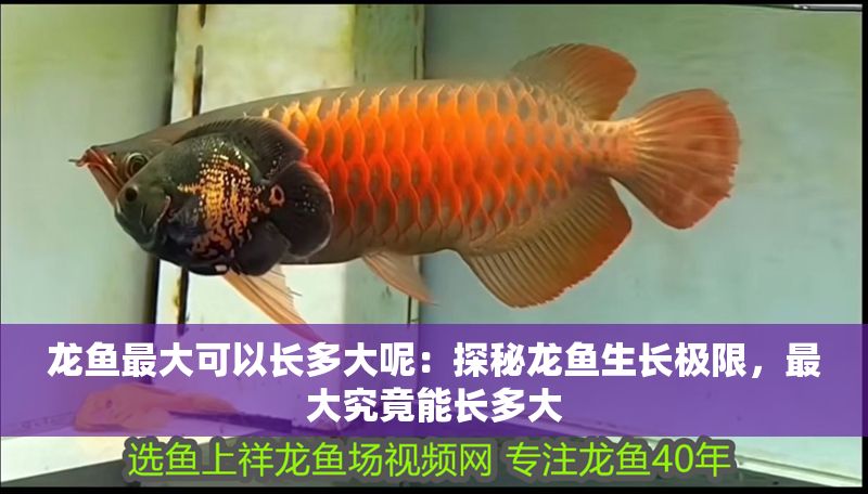 龍魚最大可以長多大呢：探秘龍魚生長極限，最大究竟能長多大