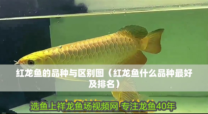 紅龍魚的品種與區(qū)別圖（紅龍魚什么品種最好及排名）
